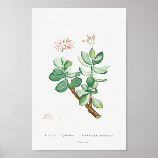 Poster Illustration vintage Cactus/Succulent (Devant)