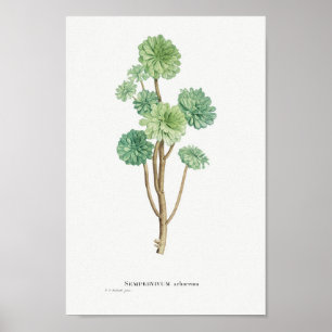 Poster Illustration vintage Cactus/Succulent