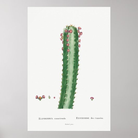 Poster Illustration vintage Cactus/Succulent (Devant)