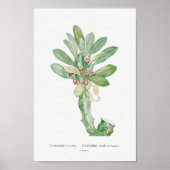 Poster Illustration vintage Cactus/Succulent (Devant)
