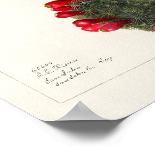 Poster Illustration vintage Cactus/Succulent (Coin)