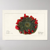 Poster Illustration vintage Cactus/Succulent (Devant)