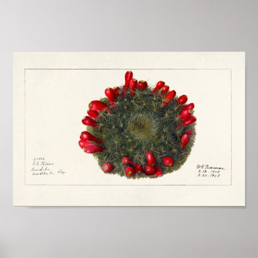 Poster Illustration vintage Cactus/Succulent (Devant)