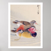 Poster Illustration vintage : canard mandarin (Devant)
