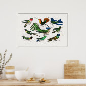 Poster Illustration vintage Colibri (Cuisine)