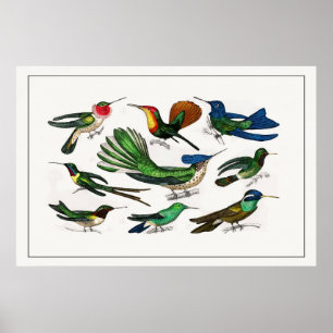 Poster Illustration vintage Colibri