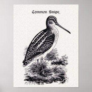 Poster Illustration Vintage "Common Snipe"