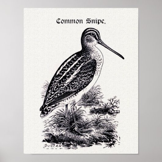 Poster Illustration Vintage "Common Snipe" (Devant)