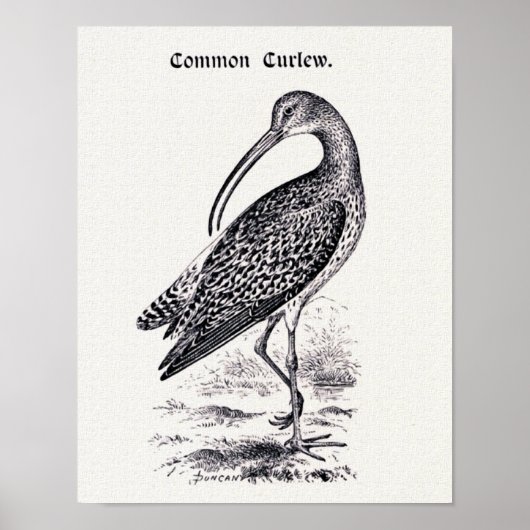 Poster Illustration Vintage "Courlis commun" (Devant)