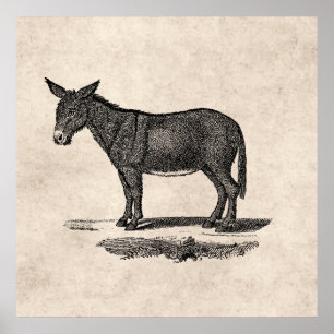 Poster Illustration vintage d'âne - ânes 1800's