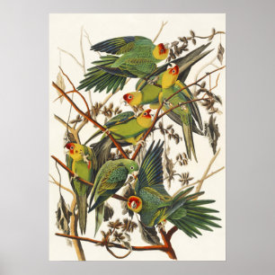 Poster Illustration vintage d'Audubon du Perroquet de Car