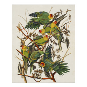 Poster Illustration vintage d'Audubon du perroquet de Car