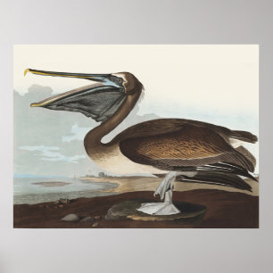 Poster Illustration vintage d'Audubon représentant un Pél