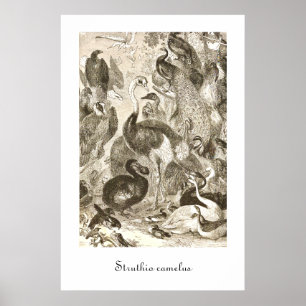 Poster Illustration vintage d'autruche Struthio camelus