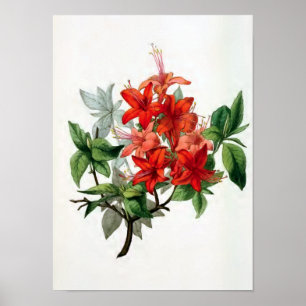 Poster Illustration Vintage de "Azalea Nudiflora"