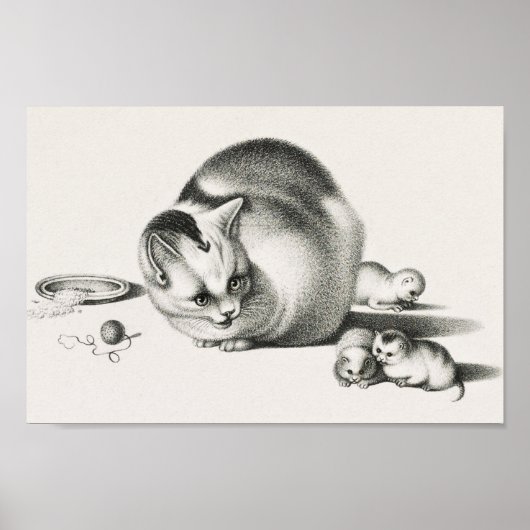 Poster Illustration vintage de chat (Devant)