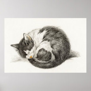 Poster Illustration vintage de chat