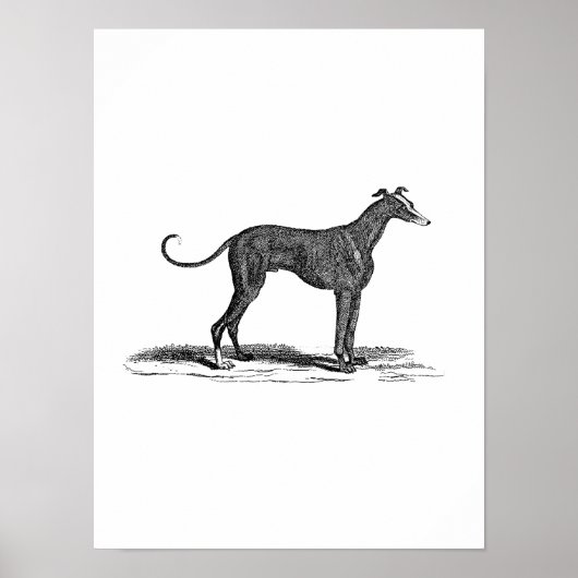 Poster Illustration vintage de Chien de Greyhound datant  (Devant)