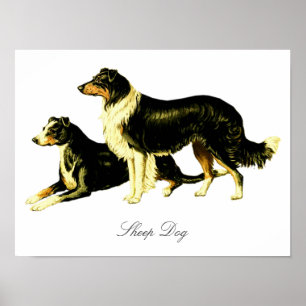 Poster Illustration vintage de chien de moutons