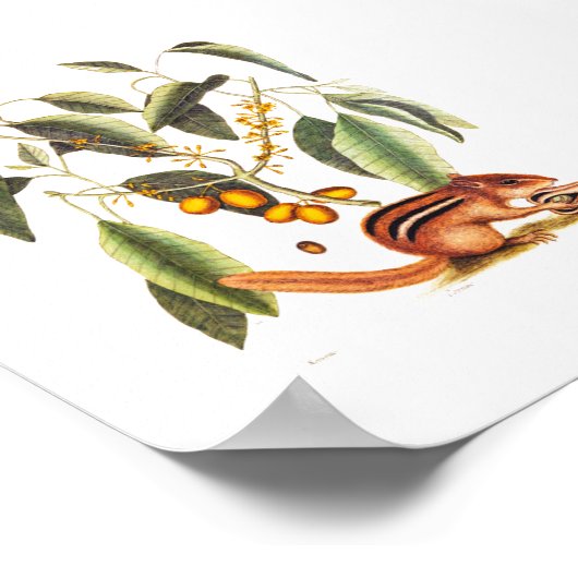 Poster Illustration vintage de Chipmunk (Coin)