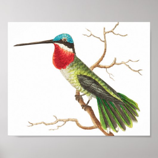 Poster Illustration vintage de colibri (Devant)