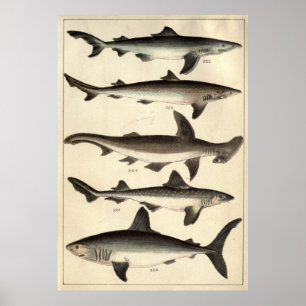 Poster Illustration vintage de divers requins