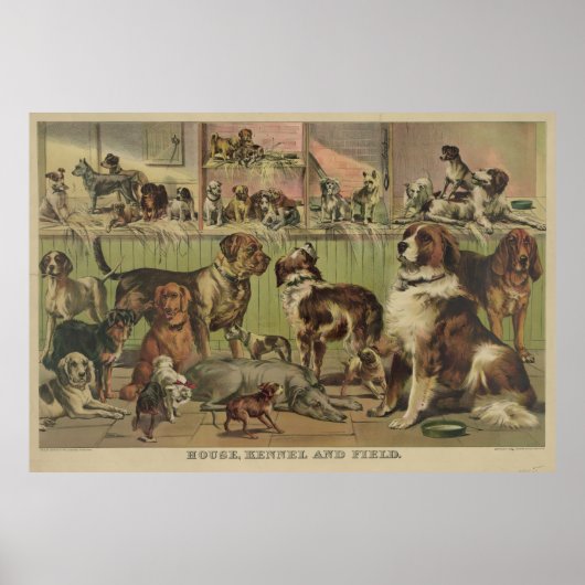 Poster Illustration vintage de diverses races de chiens ( (Devant)