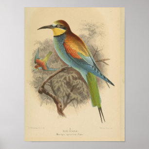 Poster Illustration vintage de Guêpier d'Europe