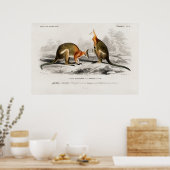 Poster Illustration vintage de Kenguru (Cuisine)