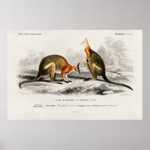 Poster Illustration vintage de Kenguru