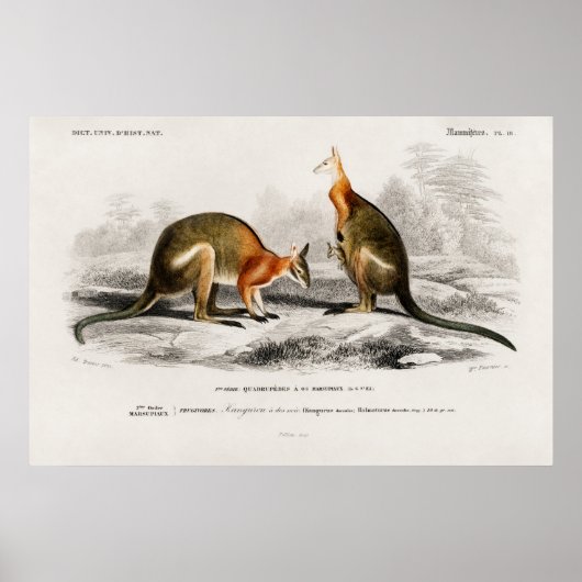 Poster Illustration vintage de Kenguru (Devant)