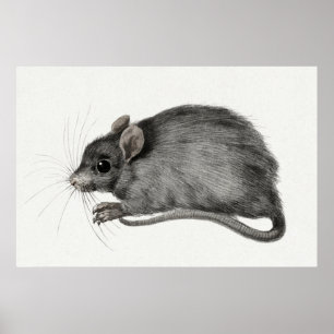 Poster Illustration vintage de la souris