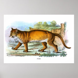 Poster Illustration vintage de l'animal de la pomme de te