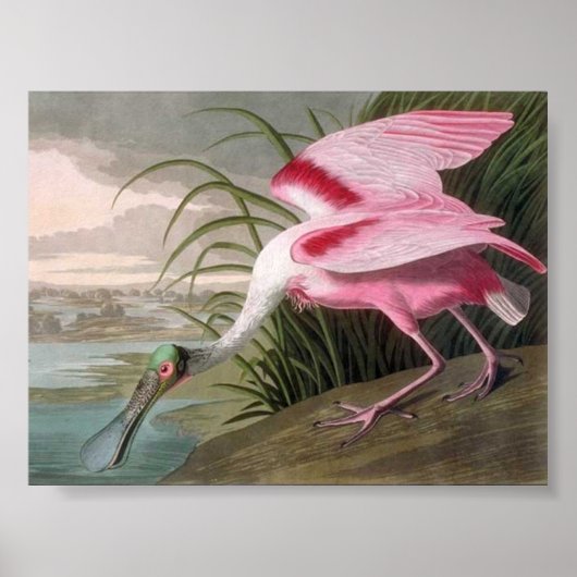 Poster Illustration vintage de l'Audubon Spoonbill Bird (Devant)