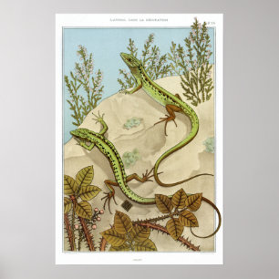 Poster Illustration vintage de Lizard