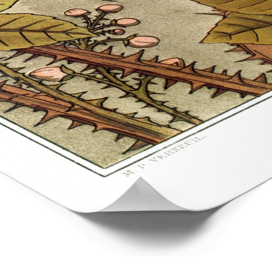 Poster Illustration vintage de Lizard (Coin)