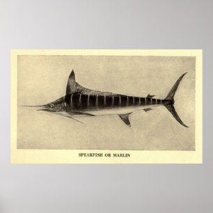 Poster Illustration vintage de Marlin (1921)