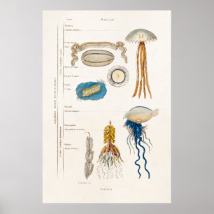 Poster Illustration vintage de méduses de 1800s - méduse