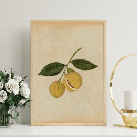 Poster Illustration vintage de muscade botanique