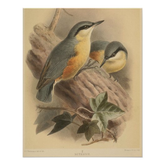 Poster Illustration vintage de Nuthatch (Devant)