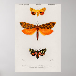 Poster Illustration vintage de papillon