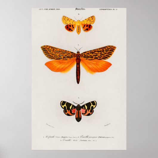 Poster Illustration vintage de papillon (Devant)