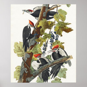 Poster Illustration vintage de Pic à tête rouge d'Audubon