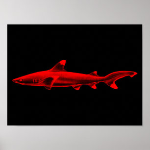 Poster Illustration vintage de requin des récifs rouge et