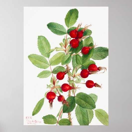 Poster Illustration vintage de Rosehip (Devant)