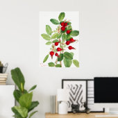 Poster Illustration vintage de Rosehip (Bureau à domicile)