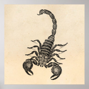 Poster Illustration vintage de scorpion de 1800s -