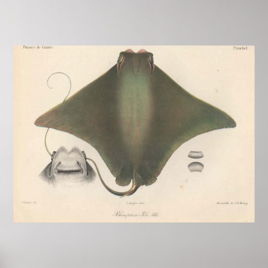 Poster Illustration vintage de Stingray (1863) (Devant)