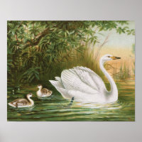 Illustration Vintage de "Whooper Swan"