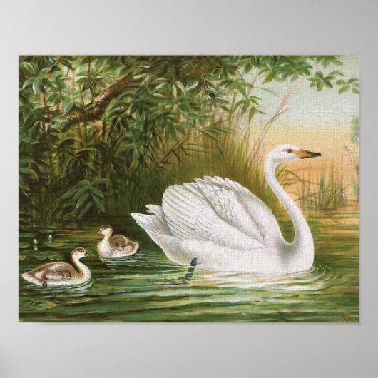 Poster Illustration Vintage de "Whooper Swan" (Devant)